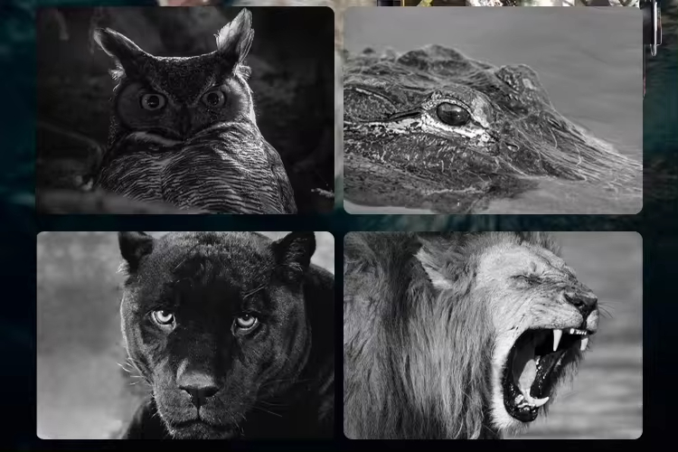 1080P Full HD IR Night Vision  - огляд і ціна Outdoor Hunting Images